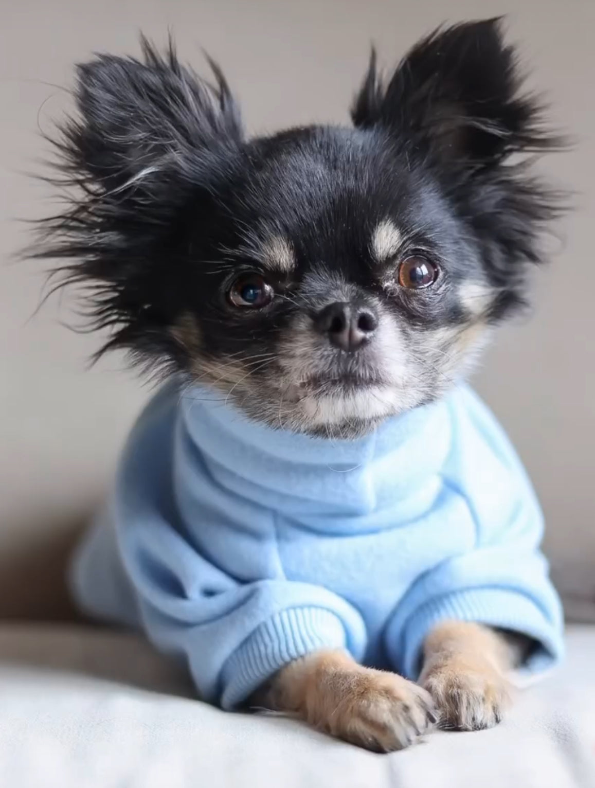 Sweatshirts & Hoodies