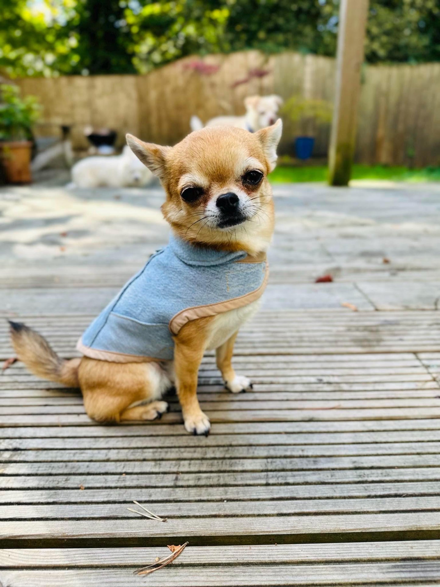 Upcycled Levi’s lined Dog Jacket - Made to Measure & Fully Customisable