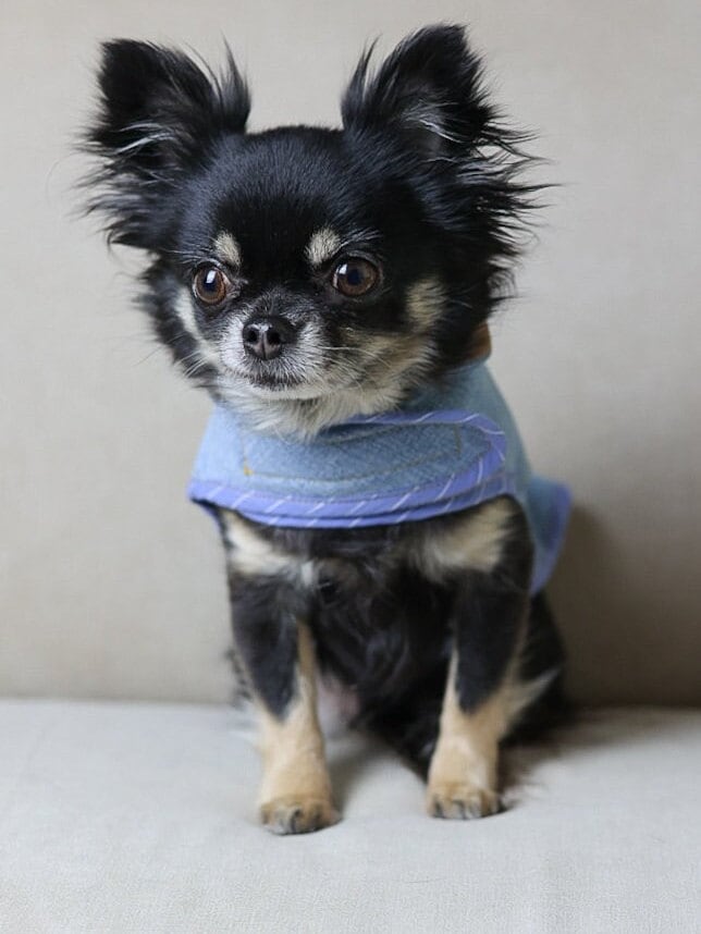 Upcycled Levi’s lined Dog Jacket - Made to Measure & Fully Customisable