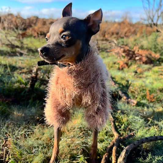Small dog with a shaggy coat standing in a grassy field with a blue sky. made to order fluffy dog sweater made to order