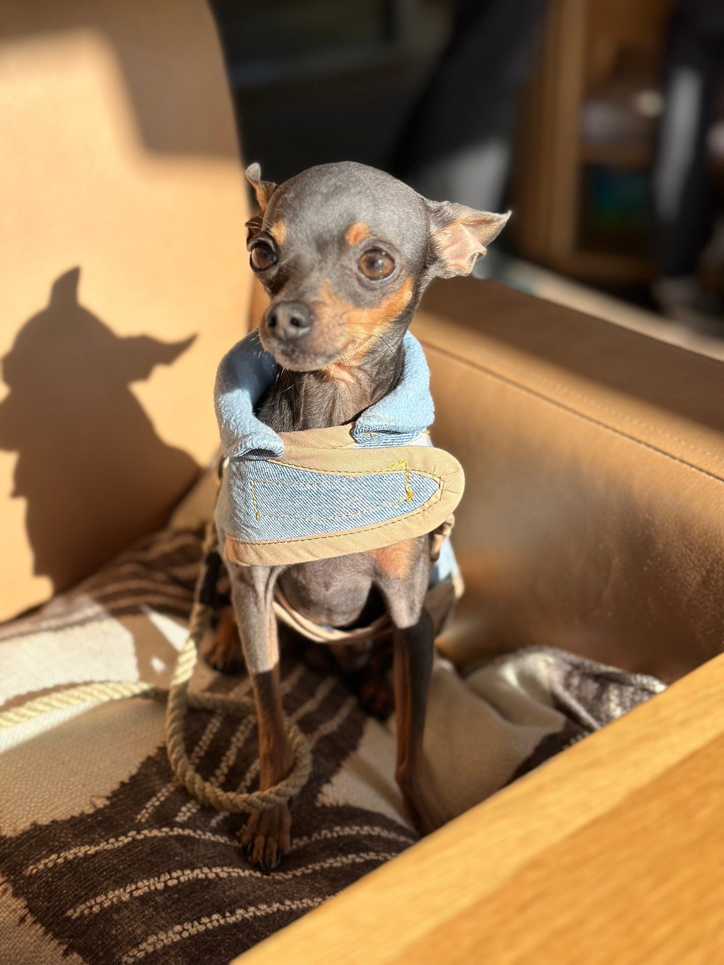 Upcycled Levi’s lined Dog Jacket - Made to Measure & Fully Customisable