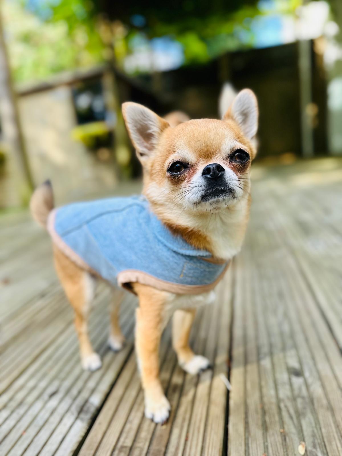 Upcycled Levi’s lined Dog Jacket - Made to Measure & Fully Customisable