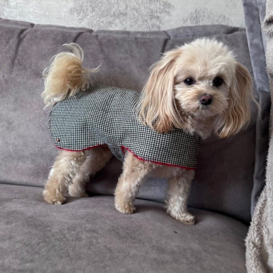 Small dog wearing a checkered coat on a gray couch modelling houndstooth dog custom made jacket