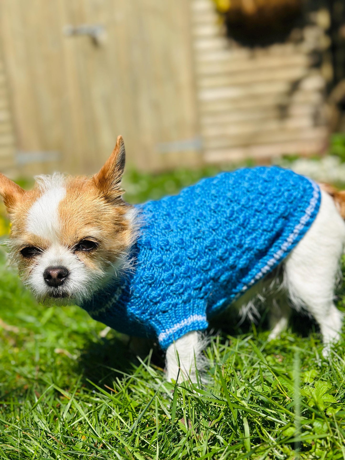 Hand knitted high quality wool mix sweater for Small Breed dogs and puppies (around 2-4kg)
