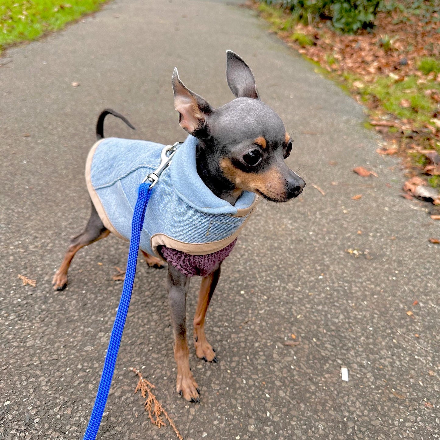 Upcycled Levi’s lined Dog Jacket - Made to Measure & Fully Customisable