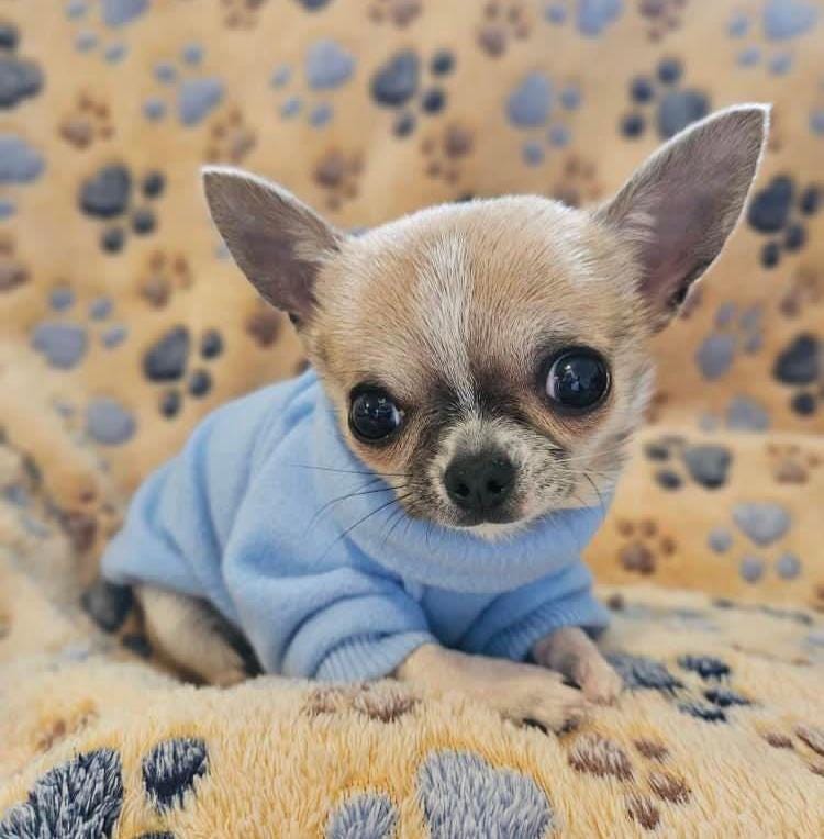 Bespoke | Various colours | Cosy loungewear | Comfy fleece jumper for small dogs and puppies