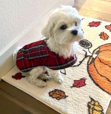 Made to Measure & fully customisable dog raincoat lined with cotton fleece or jersey